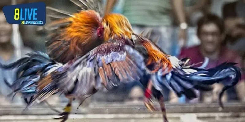 Đá gà 8LIVE cựa dao nơi sức mạnh và sự tàn khốc lên ngôi